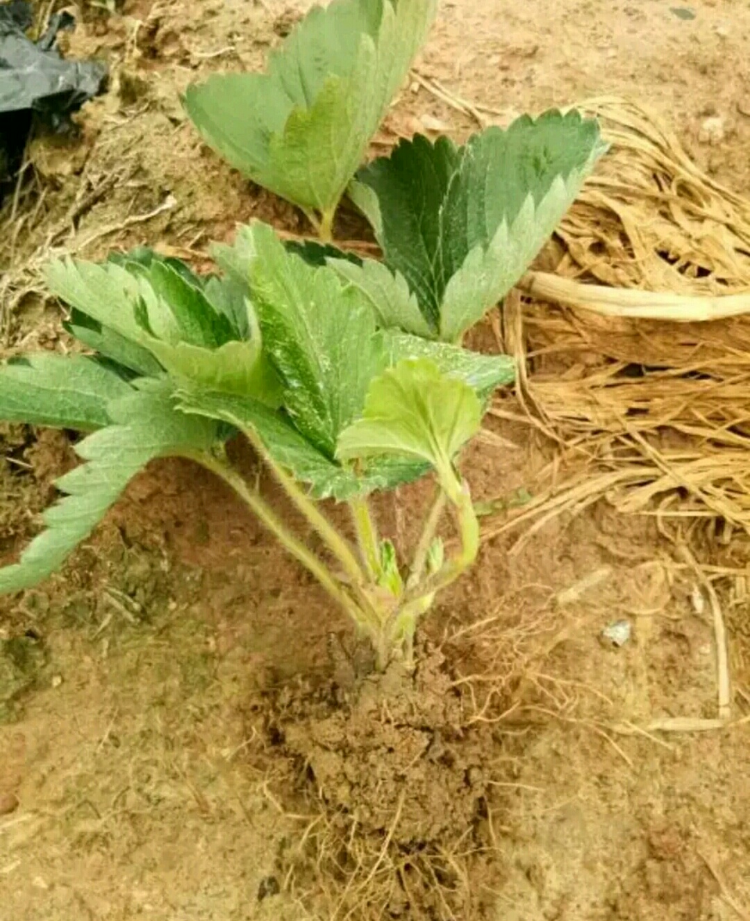 香蕉草莓苗 地栽苗 20~30公分 