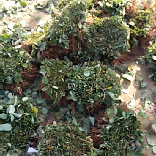 平邑县甜查理草莓苗 地栽苗 10~20公分