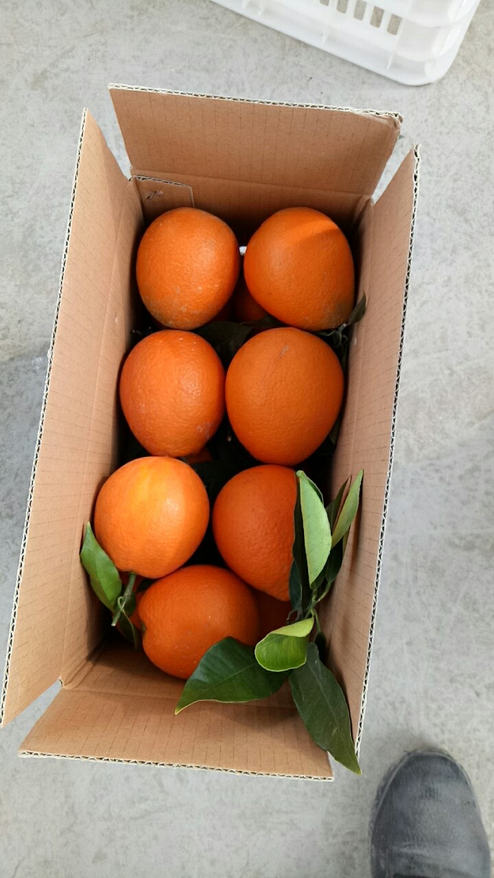 奉节纽荷尔脐橙  重庆奉节脐橙，不打甜蜜素等其他有害健康药物