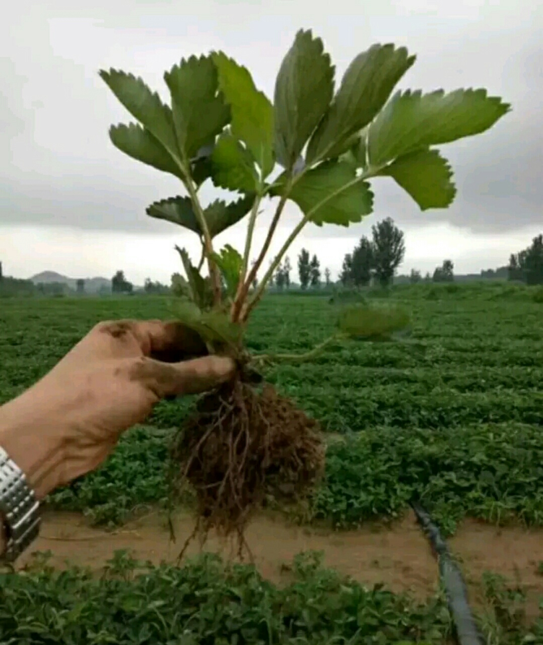 香蕉草莓苗 地栽苗 20~30公分 