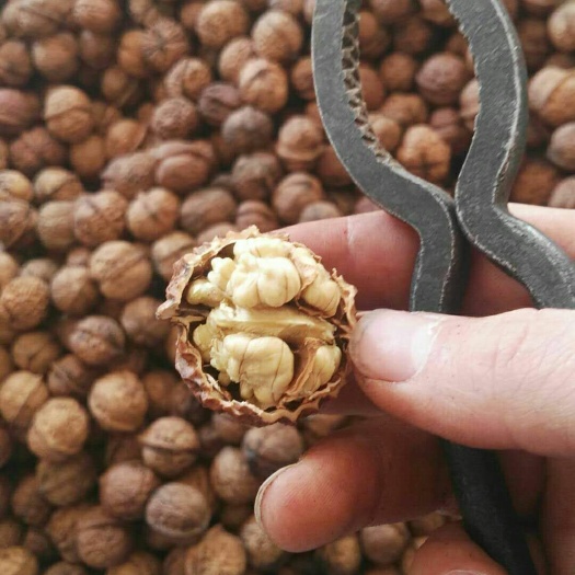 昆明泡核桃  云南漾濞纸皮核桃
