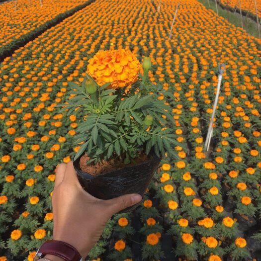 漳浦县孔雀草菊花苗
