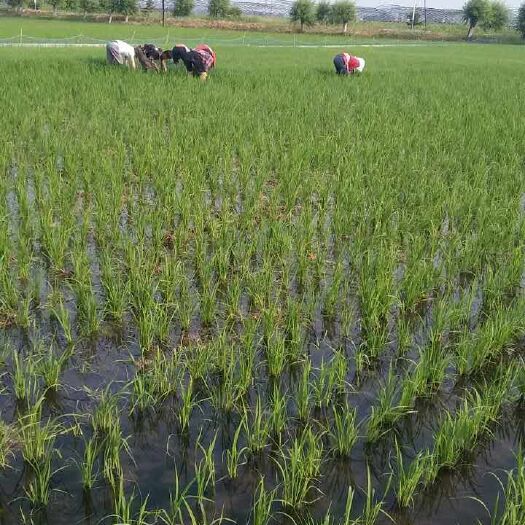 庆安县富硒大米 有机大米 晚稻 一等品
