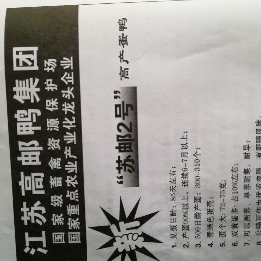 南京蛋鸭苗
