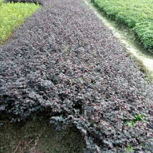 洪江市黑珍珠红继木 移栽苗根糸好易成活