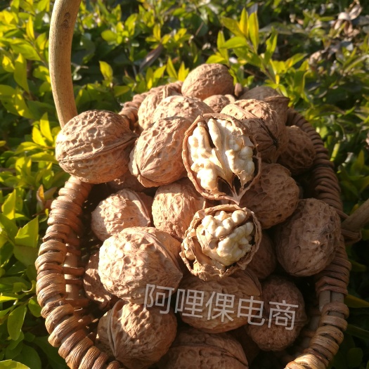永仁县纸皮核桃 19年云南 103果大量批发零售