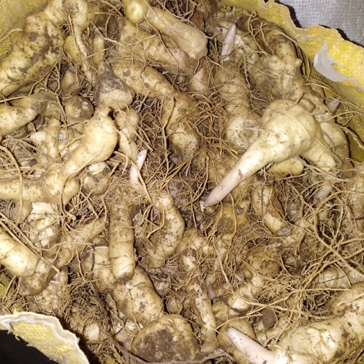 洛宁县黄精  鸡头甜