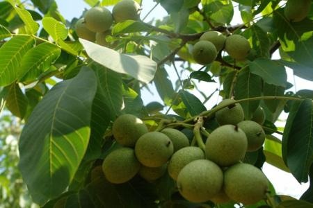 苍溪县8518核桃苗