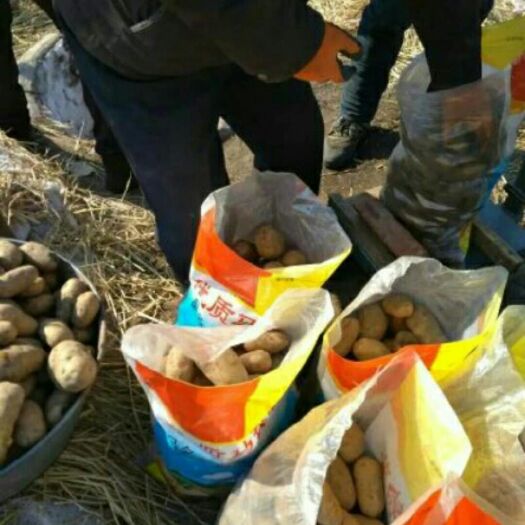 绥化黑龙江省土豆种子繁育基地，荷兰十五，黄金暑，尤金885，等等