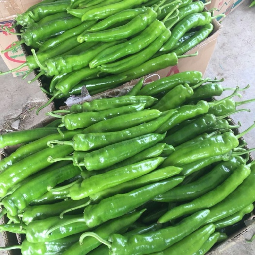 雷州市广东湛江辣椒产地直供，专业代办尖椒线椒，价格便宜质量保证
