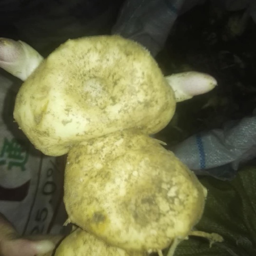 思茅滇黄精  黄精，来自云南大山之中。