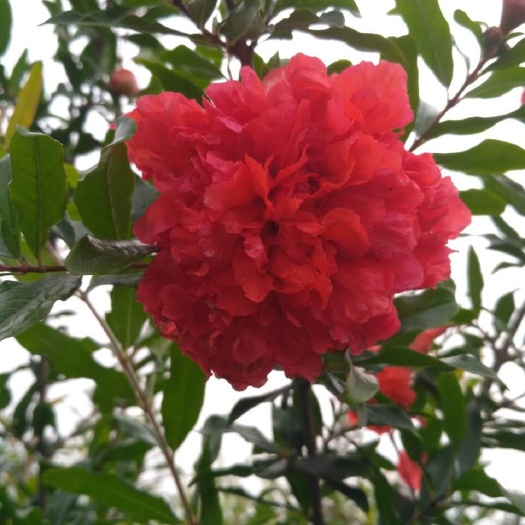 宁津县花石榴 