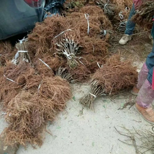 苍溪县黄心猕猴桃苗 嫁接苗