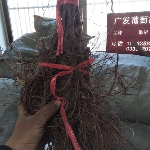 昌黎县巨峰葡萄苗