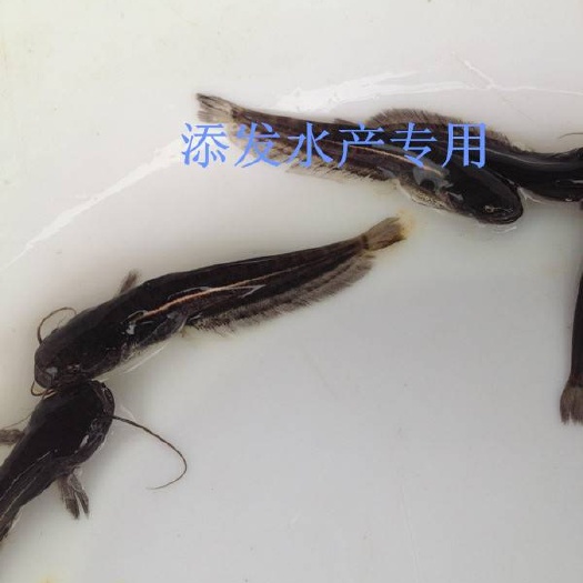 广州鲶鱼苗