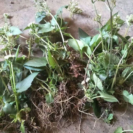 兴仁市茶花  蜘蛛香苗 30~50cm ，5毛一颗，