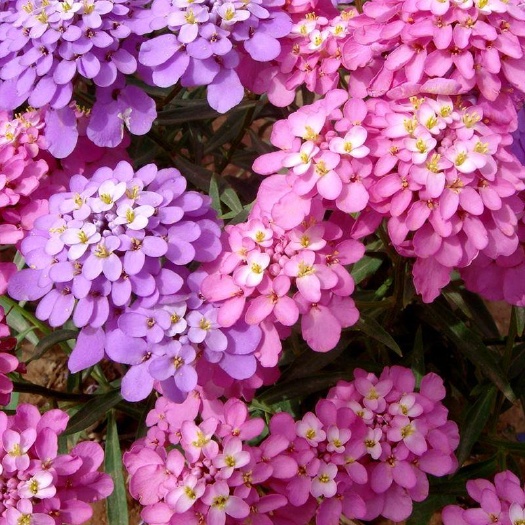 沭阳县蜂室花种子