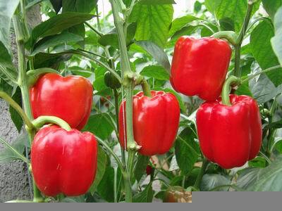 彩椒种子 95%以上 杂交种