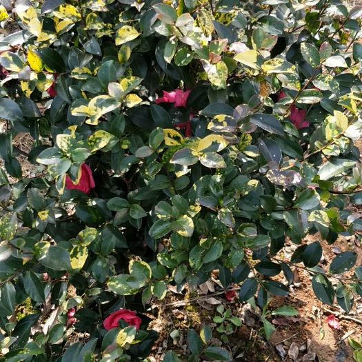 长沙县茶梅 50~80cm