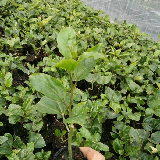 容县黄金百香果苗