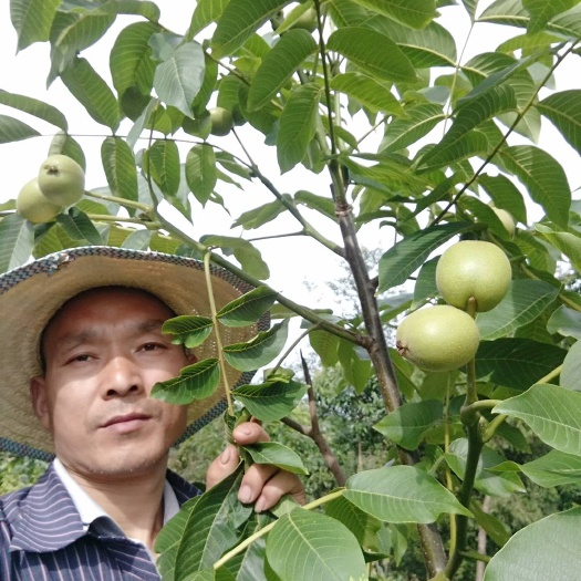 苍溪县香玲核桃苗 