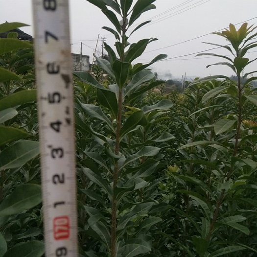 靖州县东槐杨梅苗