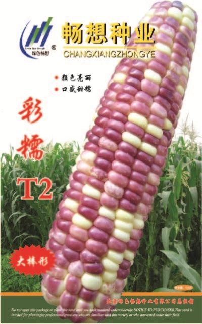 北京玉米种子