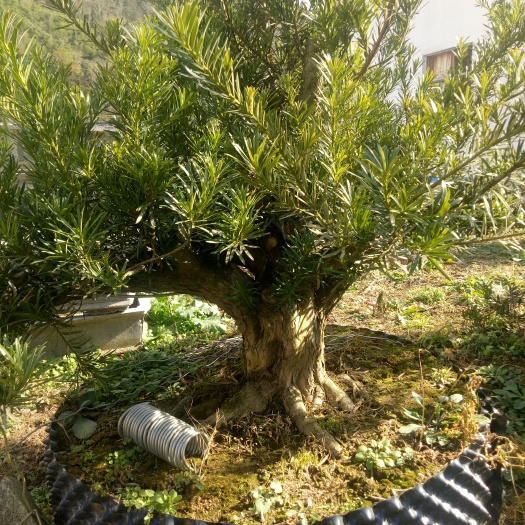 石台县中叶罗汉松