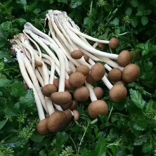 古田县干茶菇 箱装 半年