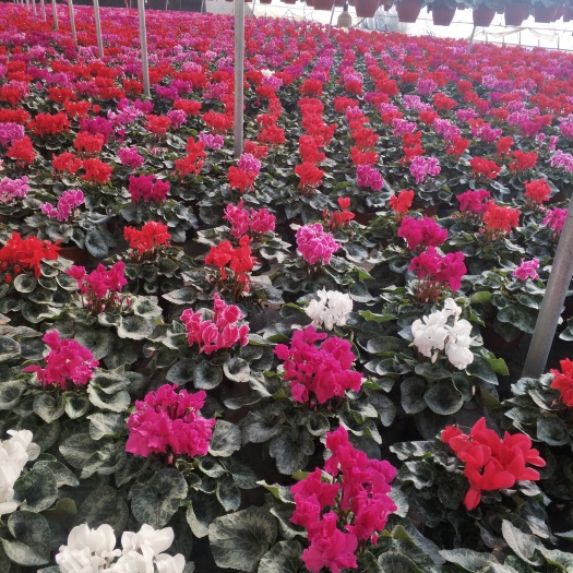 青州市仙客来水仙 花期长颜色鲜艳价格便宜发货及时