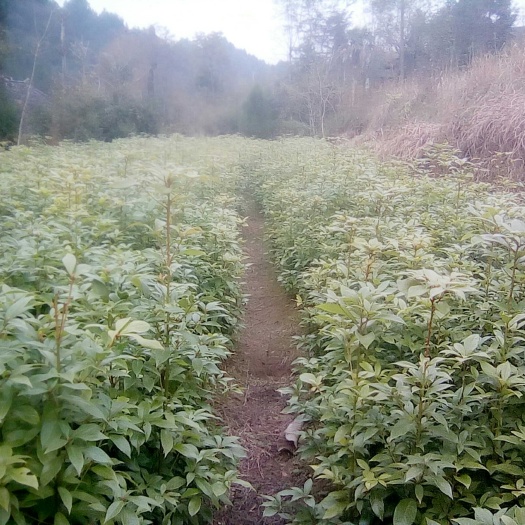 龙山县桢楠 