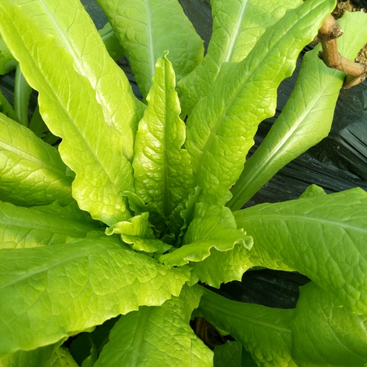 莱西市青香油麦菜 35~40cm以上 