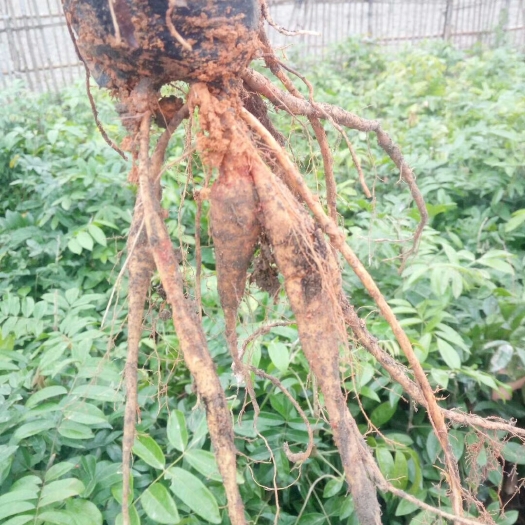 化州市牛大力苗 