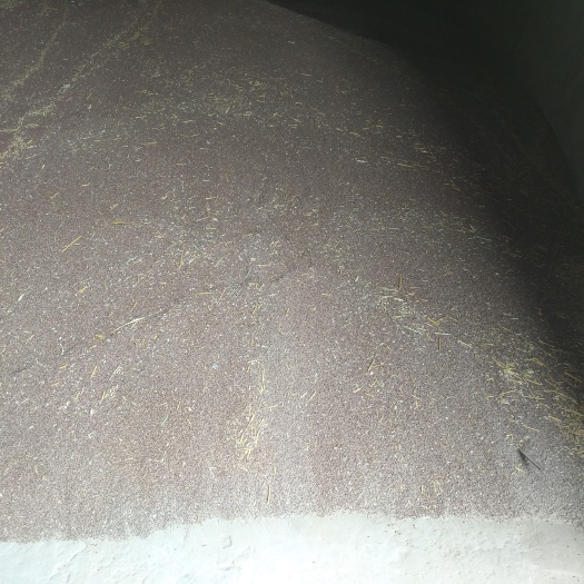 兰考县富硒黑小麦 