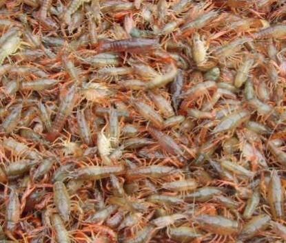 重庆市龙虾苗 