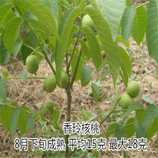 泰安香玲核桃苗 