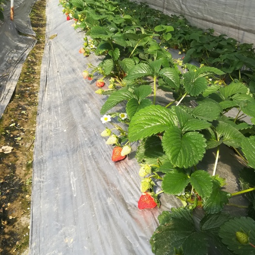 慈溪市红颜草莓 20克以上