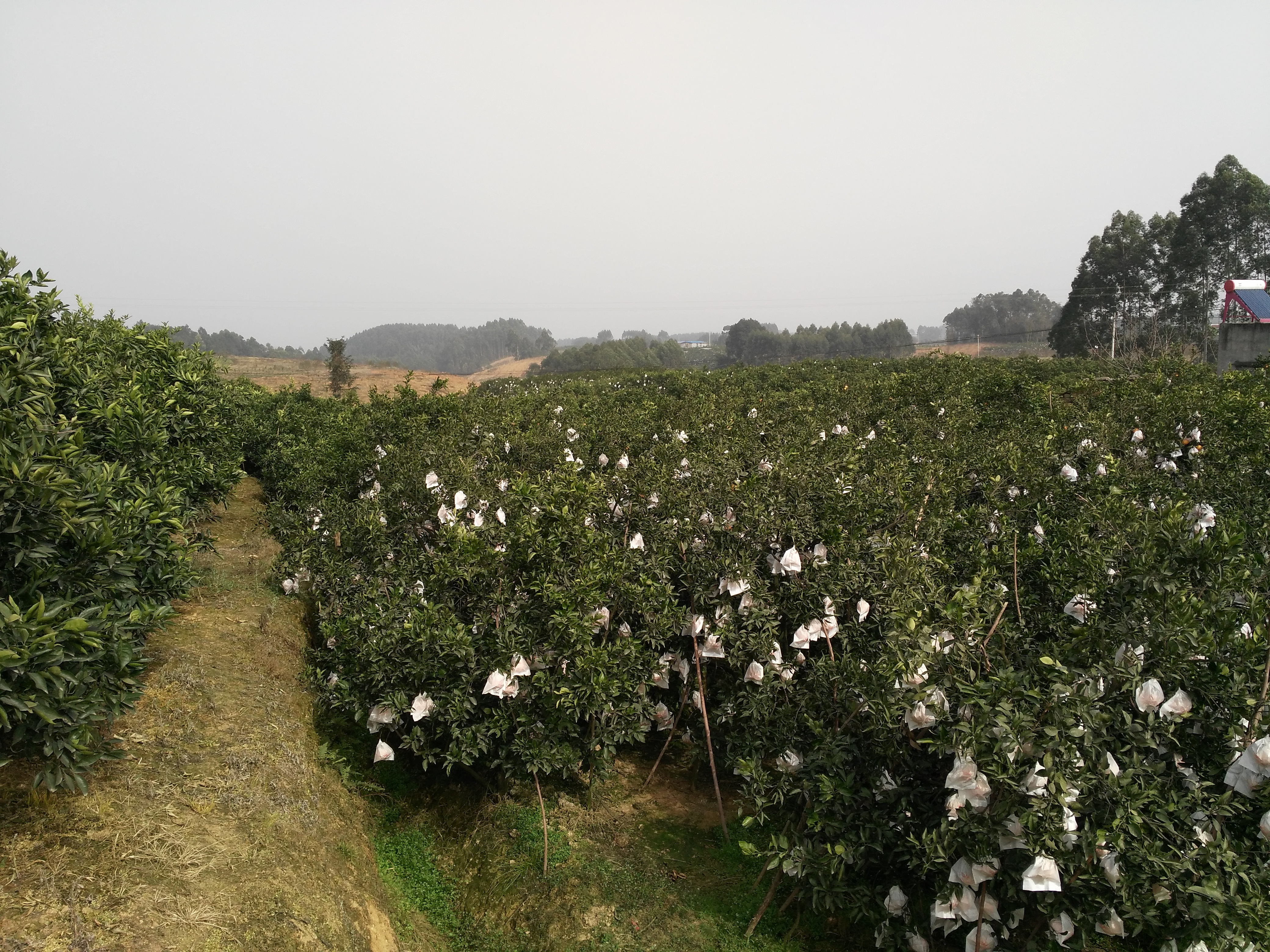 现在种耙耙柑前景如何(2020年以后种植耙耙柑赚钱吗)