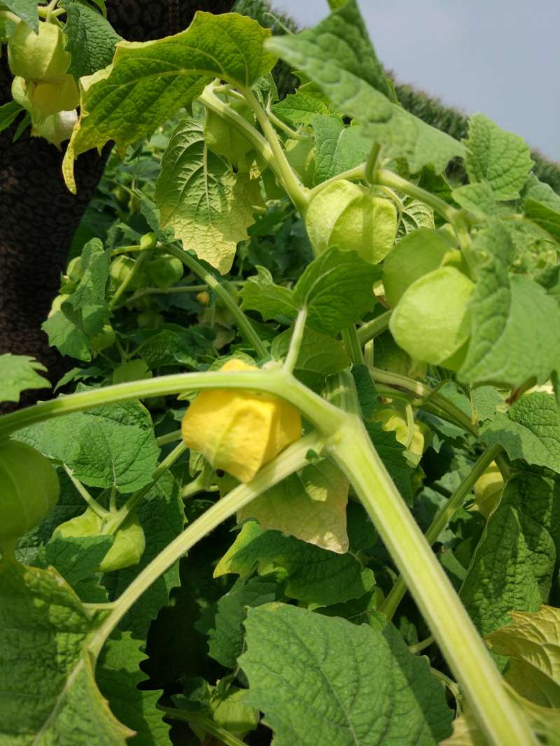 菇娘果灯笼果金姑娘菇茑新鲜水果带箱5斤包邮