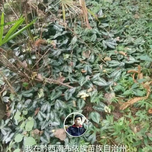 兴仁市细辛苗 细辛