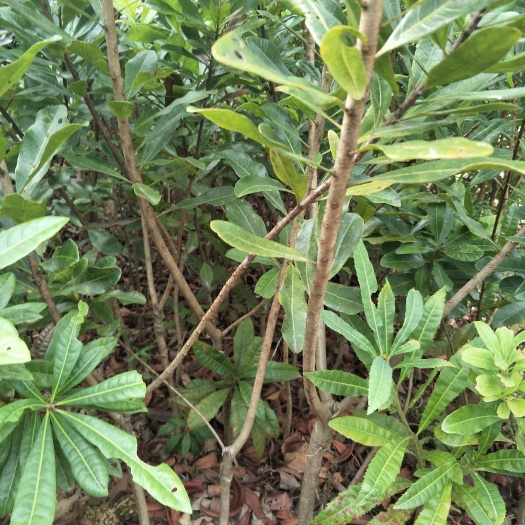 凭祥市东魁杨梅树苗  供应，东魁杨梅苗
