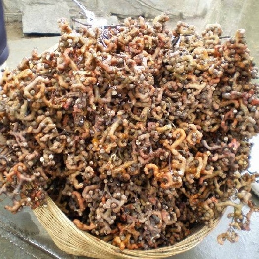 灵山县拐枣苗   拐枣树苗 万寿果苗 鸡爪梨苗金钩子 鸡爪子 庭院