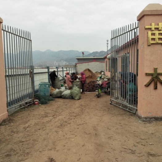 昌黎县克伦生葡萄苗