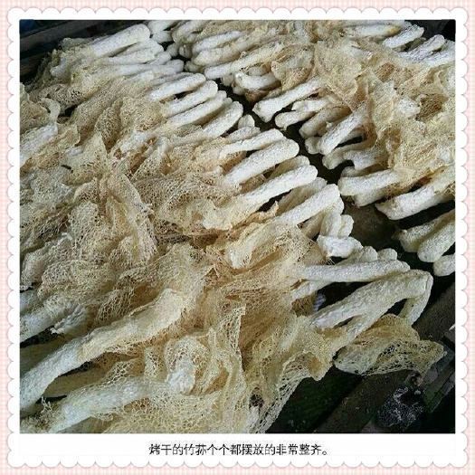 古田县竹荪 箱装 半年 