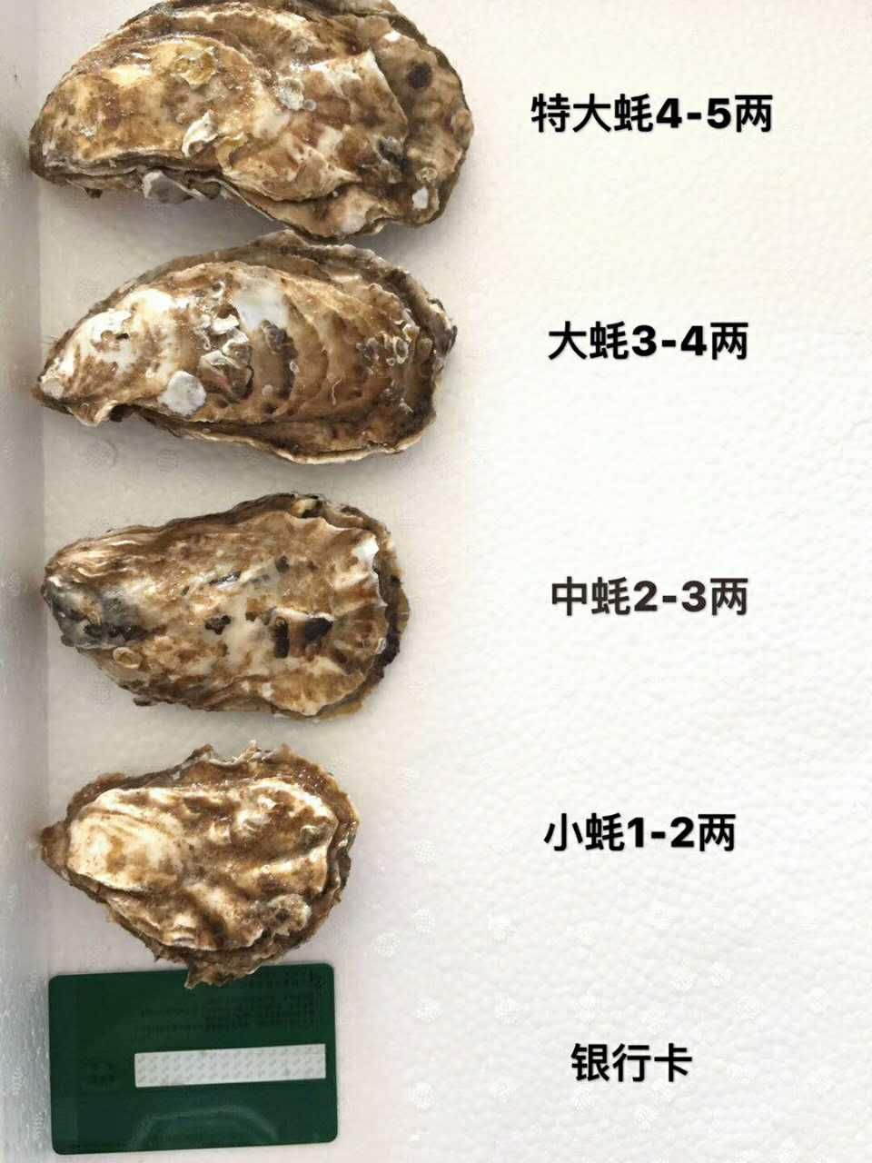 牡蛎  刺生级别乳山蚝 大蚝2.5加 3加
联系我们加入团批价更便宜