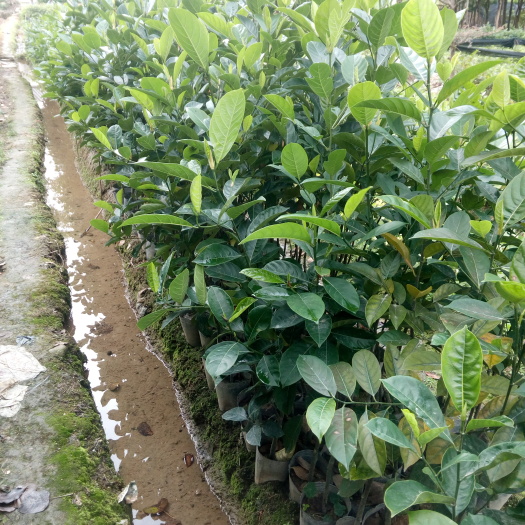揭阳四季菠萝蜜苗 四季菠萝蜜
