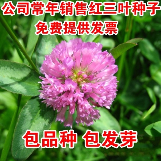 沭阳县红三叶 