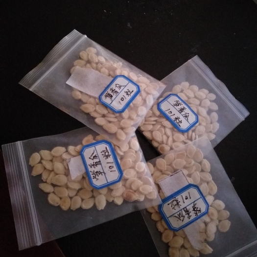 吉安冬瓜种子 