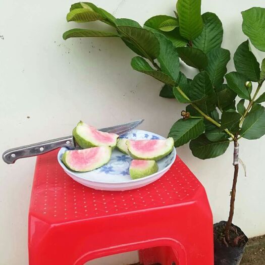 灵山县番石榴苗