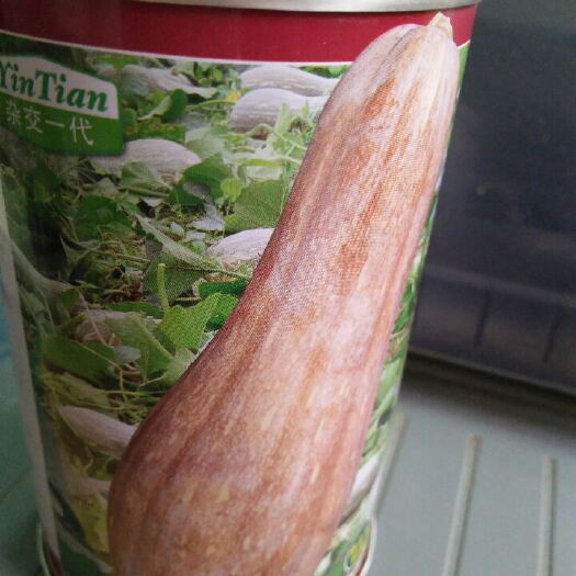 济南蜜本南瓜种子 90%